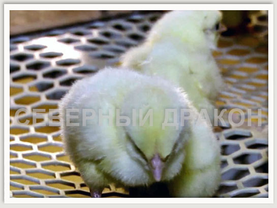 Клетка с кормовым желобом