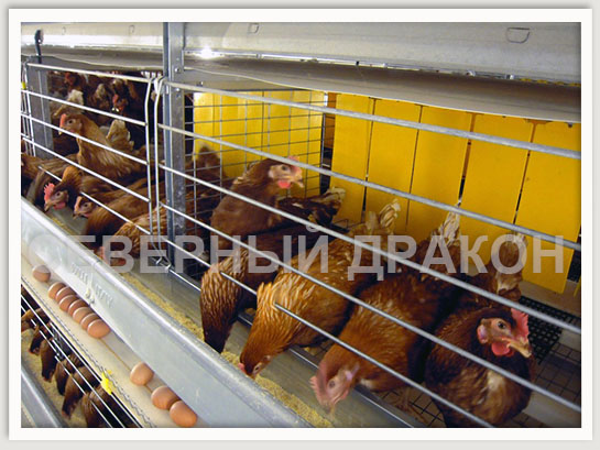 Евроклетка