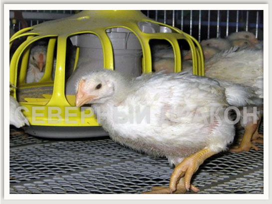 Стандартная клетка