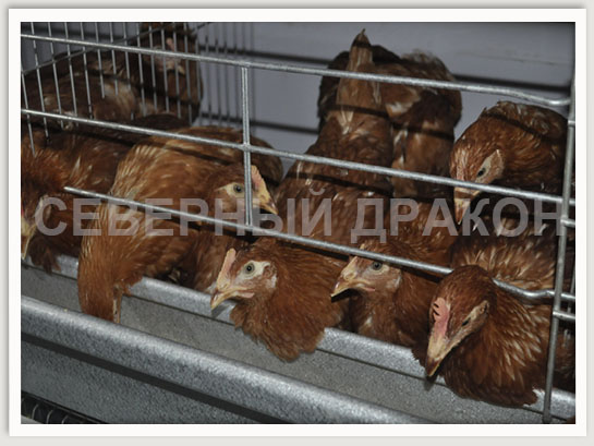 Клетка для кур-несушек Bo - Il (Южная Корея)