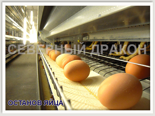 останов яйца.jpg